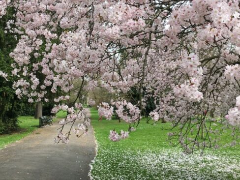 Spring Flowers In London Best Places To See Spring Blossoms