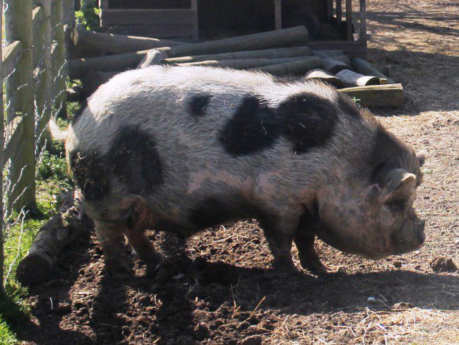 Hounslow Urban Farm Pig