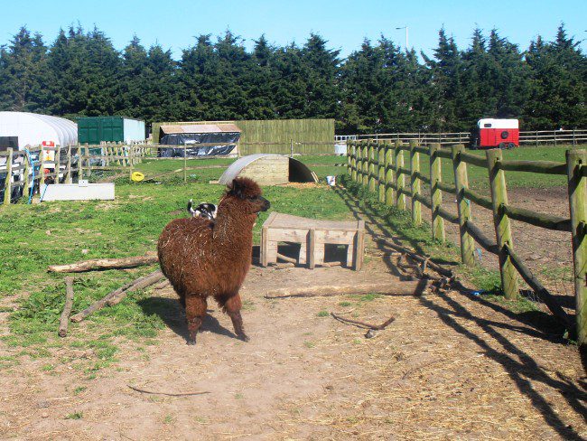 Hounslow Urban Farm Alpaca