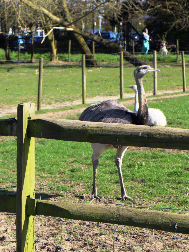 Hounslow Urban Farm Ostrich