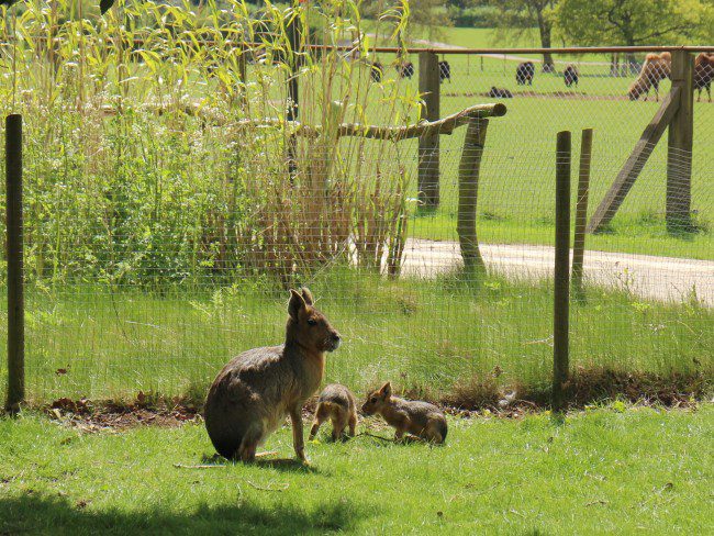 Maras at Whipsnade Zoo