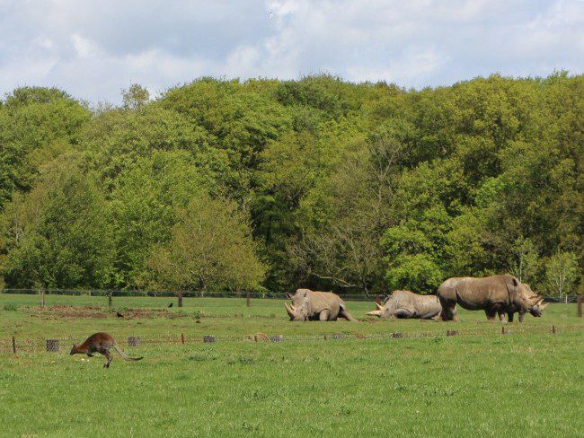 Rhinos at Whipsnade Zoo