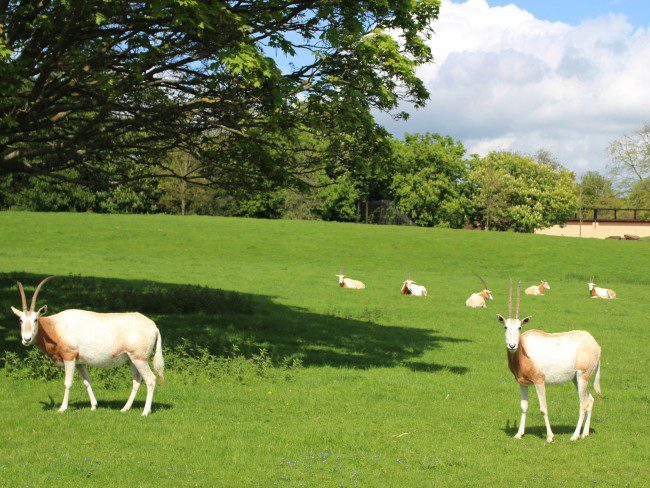 Family day out at Whipsnade Zoo