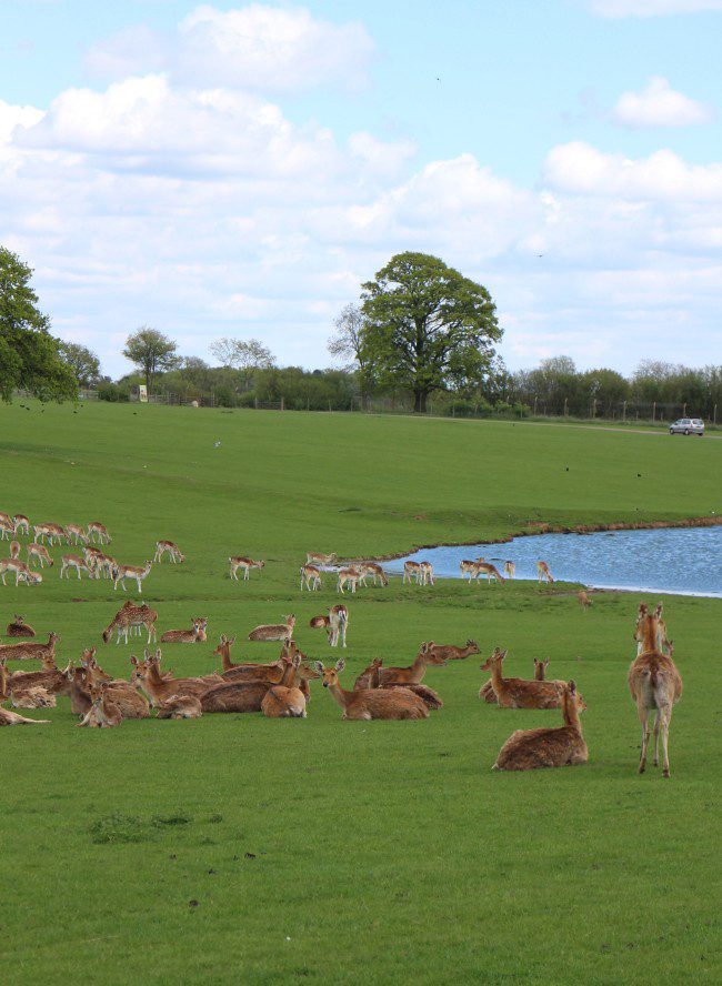 Family day out Whipsnade Zoo