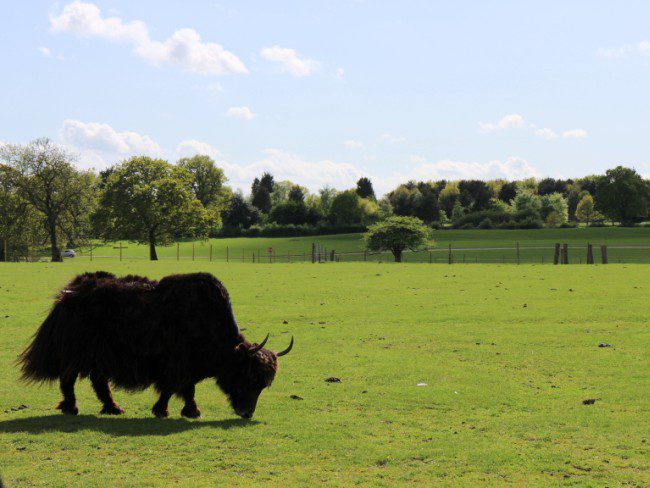 Yaks at Whipsnade Zoo