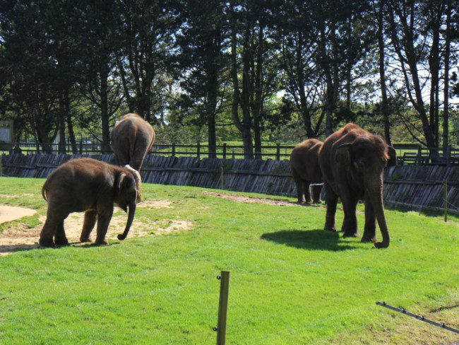 Elephants at Whipsnade Zoo