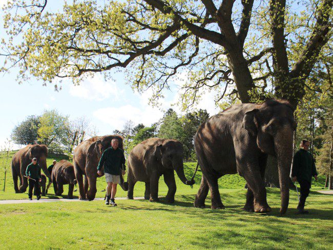 Elephants at Whipsnade Zoo