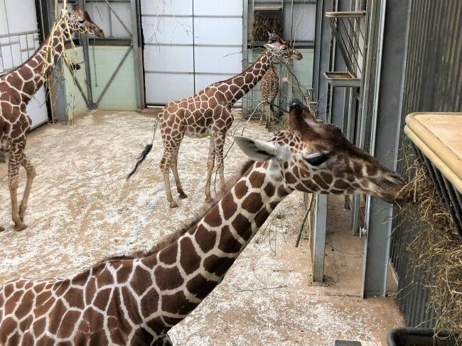 Day out at Whipsnade Zoo 