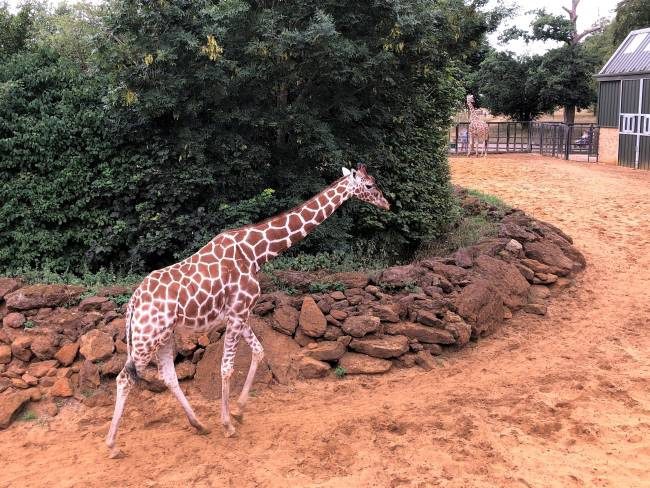 Giraffes at ZSL Whipsnade Zoo