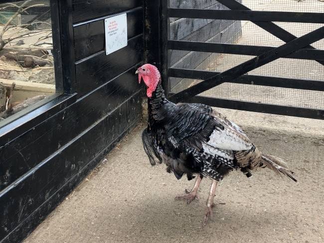 Turkey at Hullabazoo Farm Whipsnade Zoo