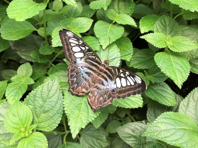 Whipsnade Zoo Butterfly House