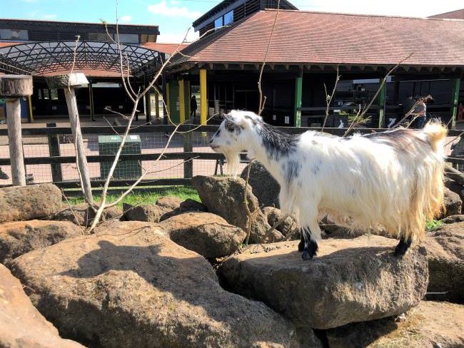 Children's Farm at Hullabazoo