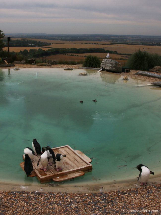 Penguins at Whipsnade Zoo
