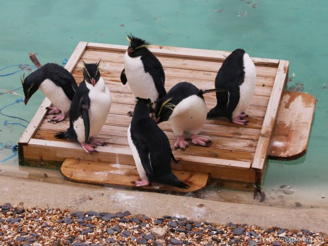 Penguins at Whipsnade Zoo