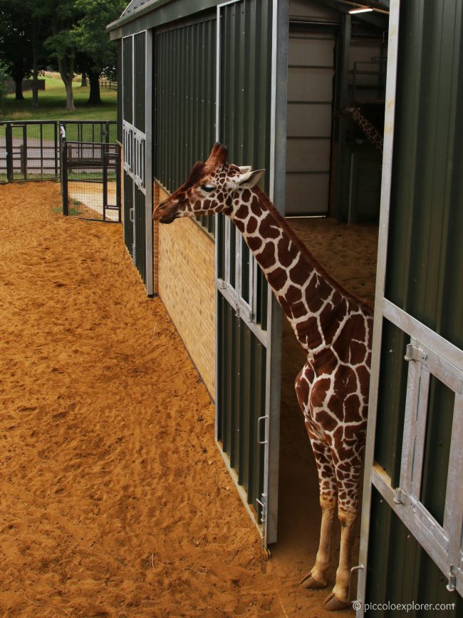 Giraffes Whipsnade Zoo