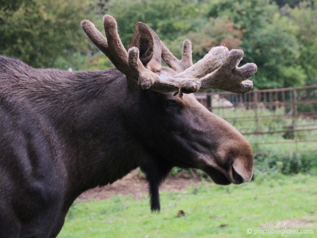 Moose at Whipsnade Zoo