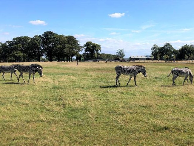 Zebras at Whipsnade Zoo Dunstable