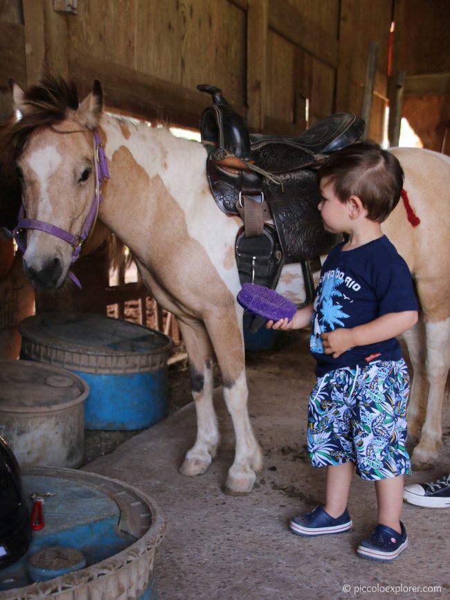 Turtle Bay Resort Keiki Pony Experience