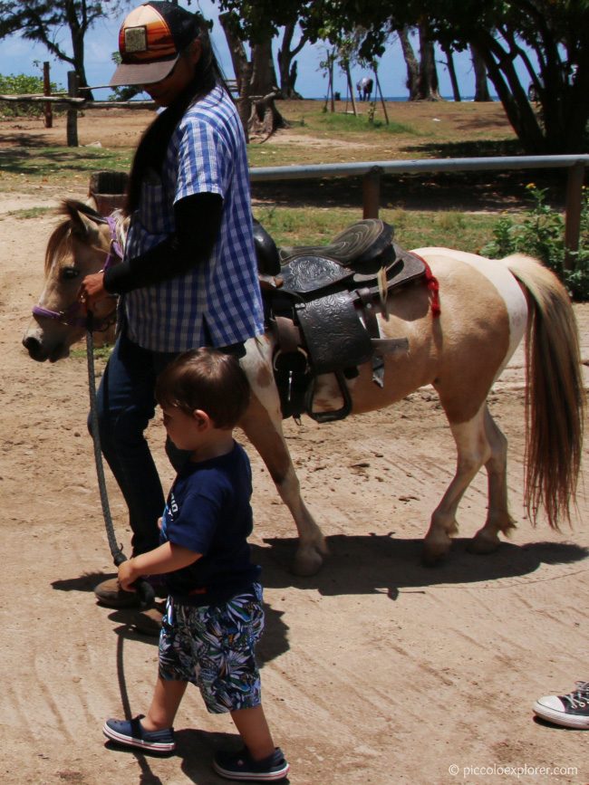 Turtle Bay Resort Oahu Pony Experience