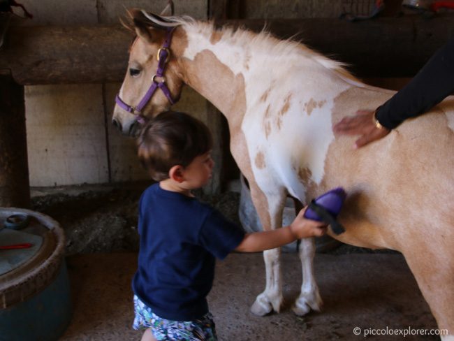 Turtle Bay Resort Oahu Pony Experience