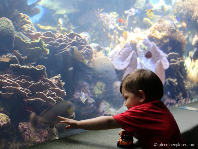 Waikiki Aquarium