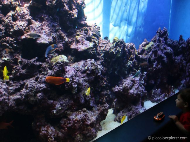 Waikiki Aquarium