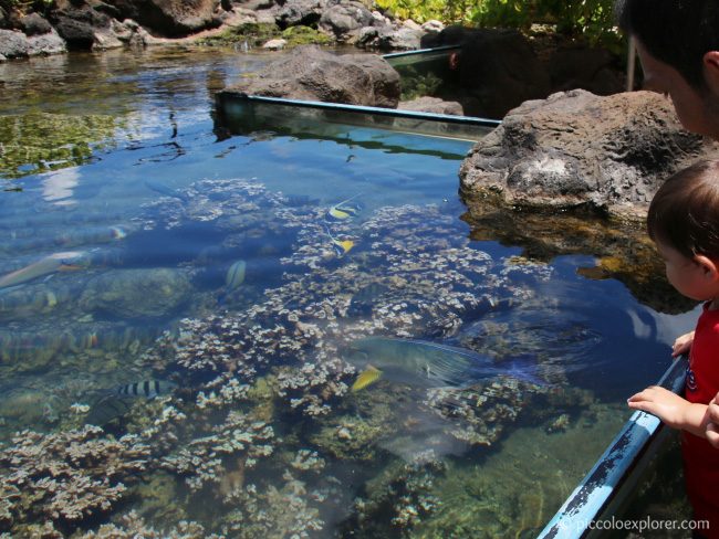 Waikiki Aquarium