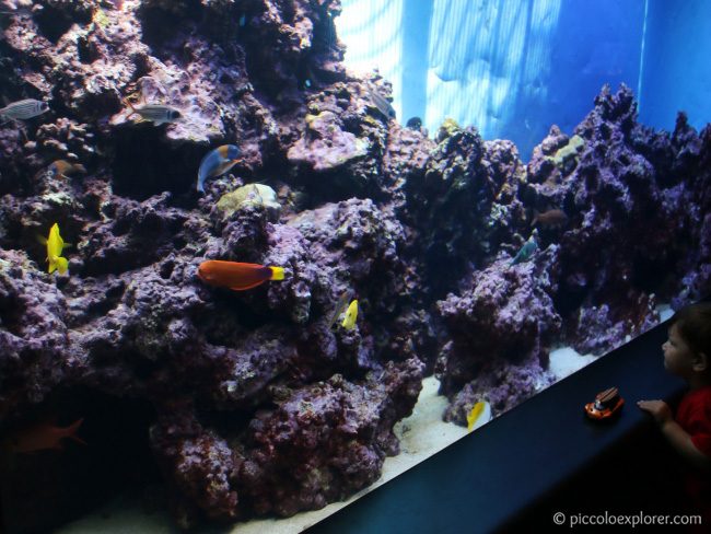 Waikiki Aquarium Tips for Toddlers