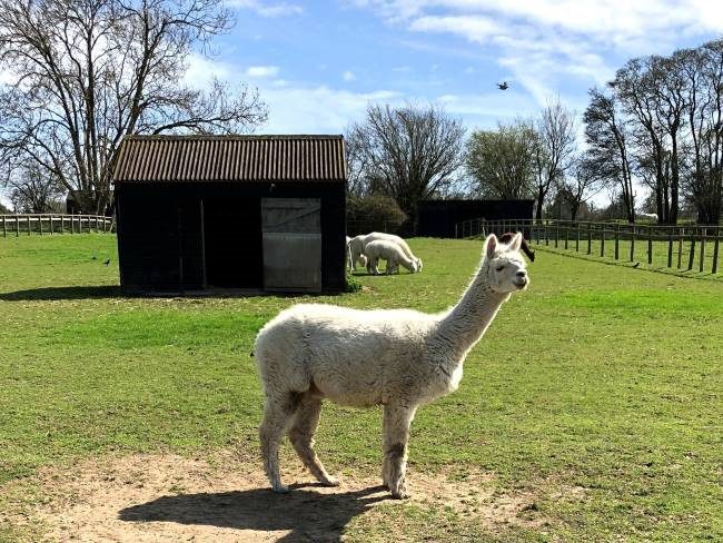 Animals farms in Surrey