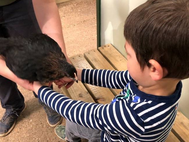 Animal Interactions for Kids at Bocketts Farm