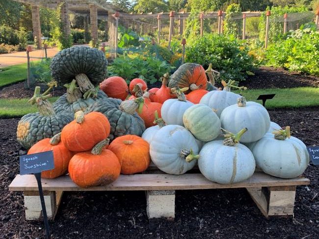 Pumpkins at Kew Gardens