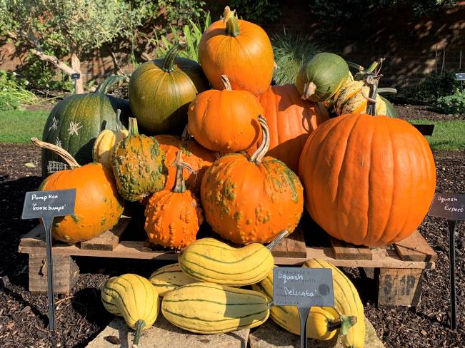 Pumpkin patch at Kew Gardens London