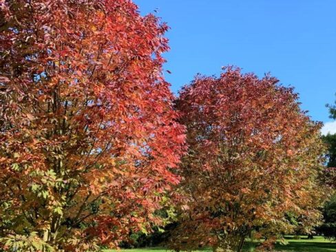 Autumn in Kew Gardens London