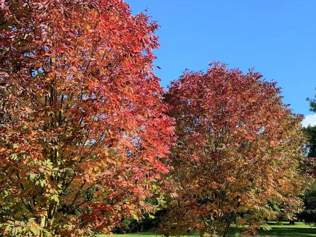 Fall foliage Kew gardens London