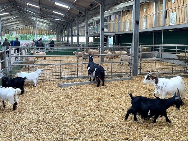 Bocketts Farm Goats Barn