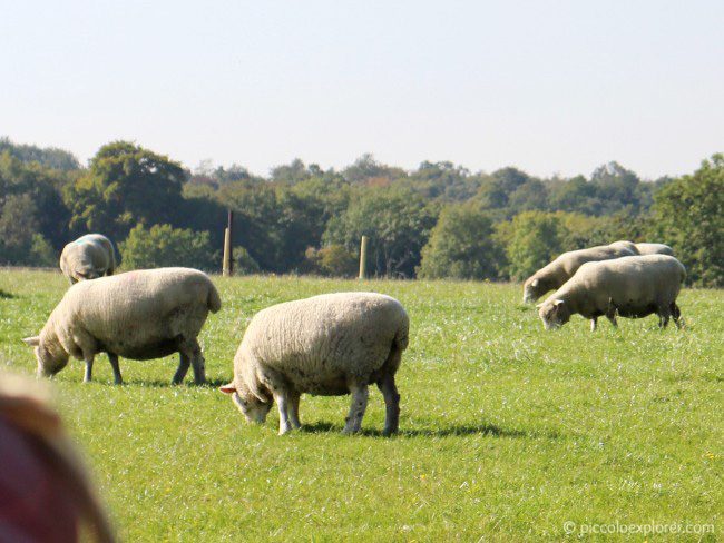 View of animals in fields at Bocketts Farm Park Surrey
