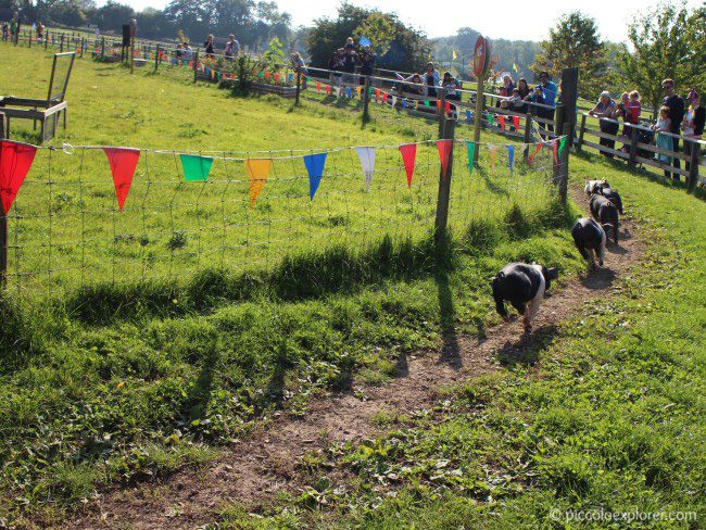 Pig race at Bocketts Farm Park Surrey