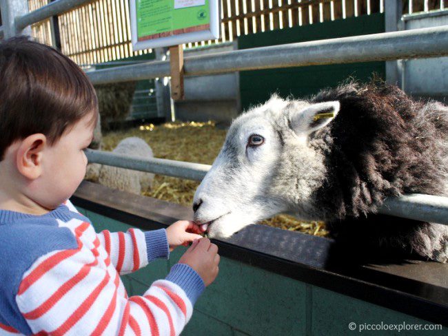 Feeding the sheep at Bocketts Farm Park Surrey