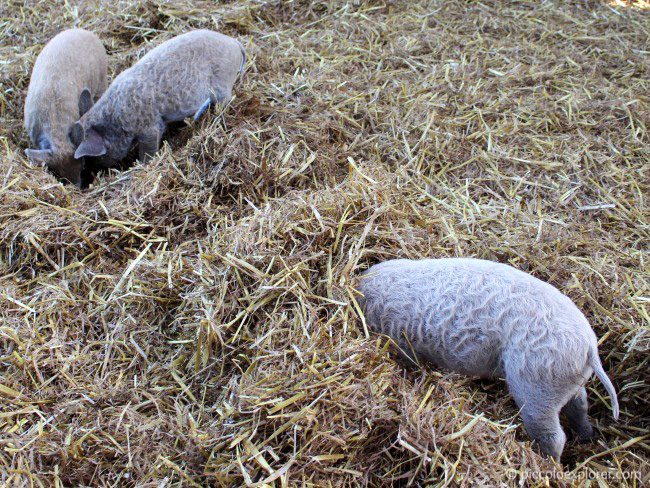 Piglets at Bocketts Farm Park Surrey
