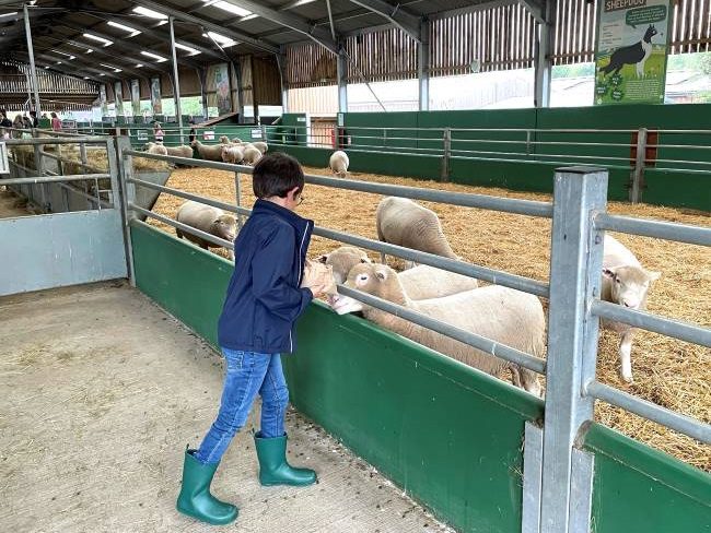 Childrens Activities Feeding Sheep Bocketts Farm