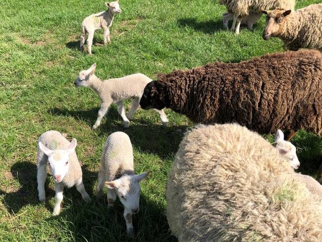 Childrens Farm Park in Surrey