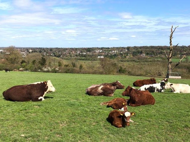 Farm Toddler Day Out in Surrey