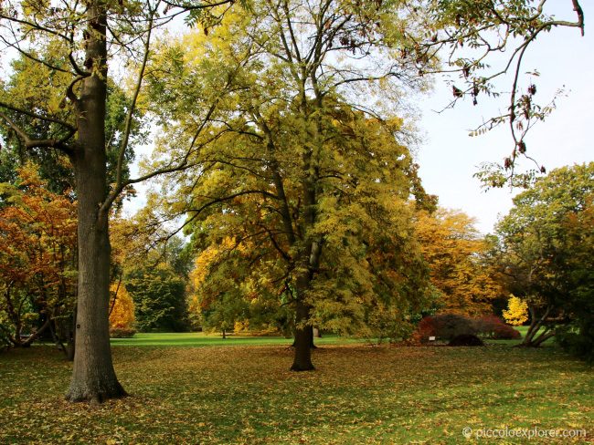 Autumn Foliage at Kew Gardens