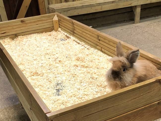 Rabbit Encounters Surrey Farm