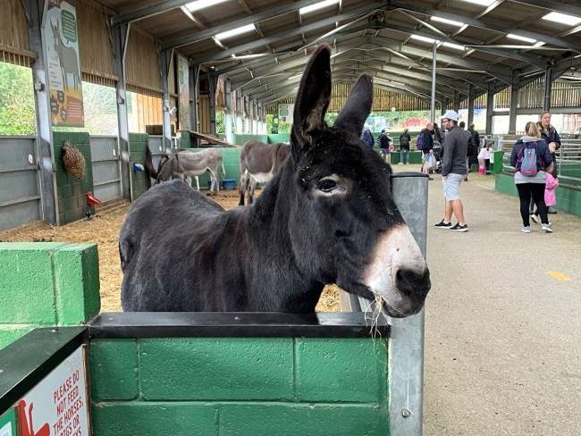 What to do at Bocketts Farm Park