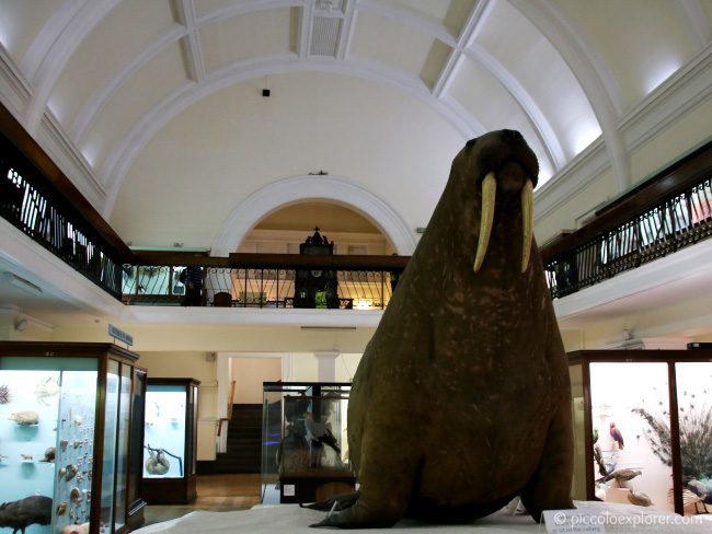 Horniman Museum Walrus