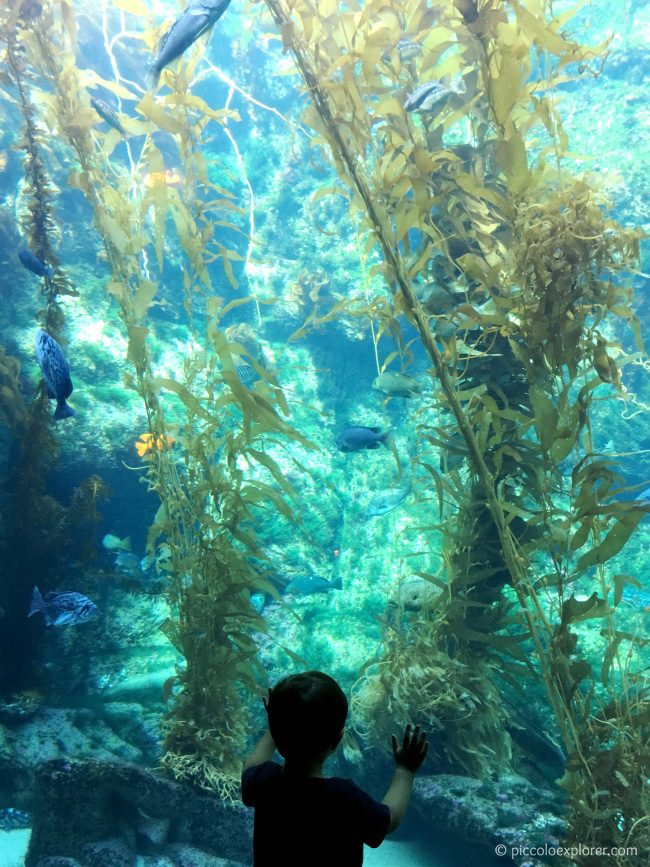 Birch Aquarium at Scripps