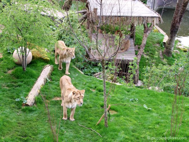 Land of Lions exhibit - ZSL London Zoo