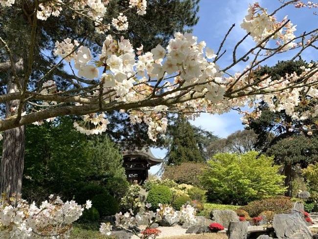 Cherry Blossom Japanese Landscape Kew Gardens
