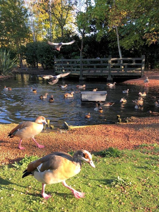 Wildfowl at London Wetlands Centre